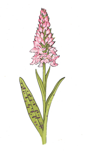 Common spot orchid