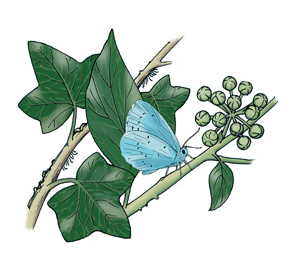 Holly Blue butterfly on ivy