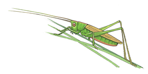 Long winged conehead cricket