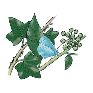 Holly blue on ivy
