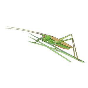 Long winged conehead