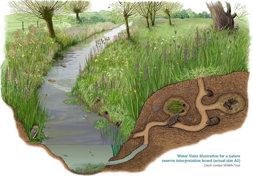Water vole habitat